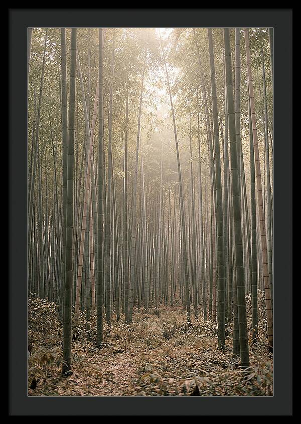 Bamboo Forest Serenity