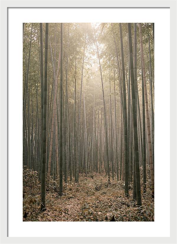 Bamboo Forest Serenity
