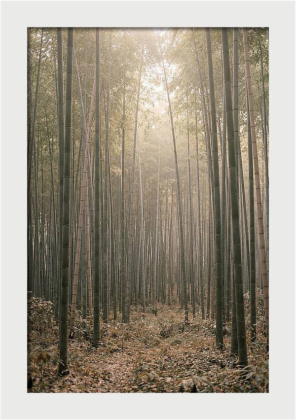 Bamboo Forest Serenity