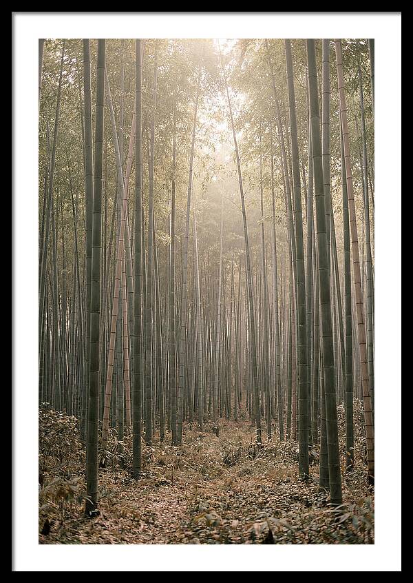 Bamboo Forest Serenity