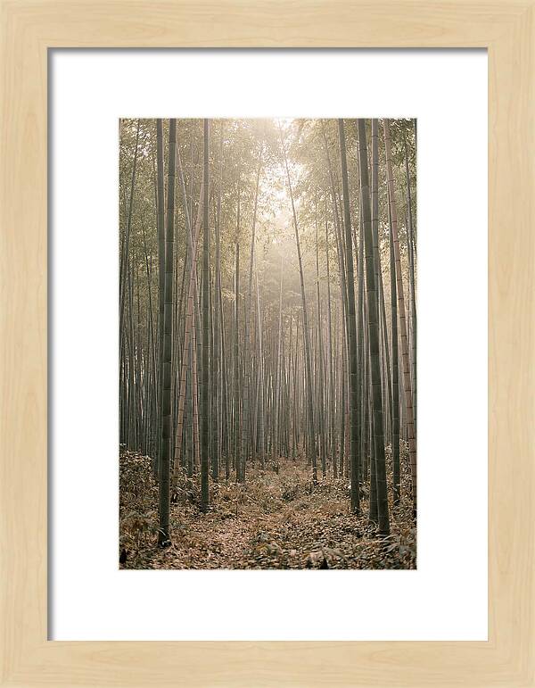 Bamboo Forest Serenity