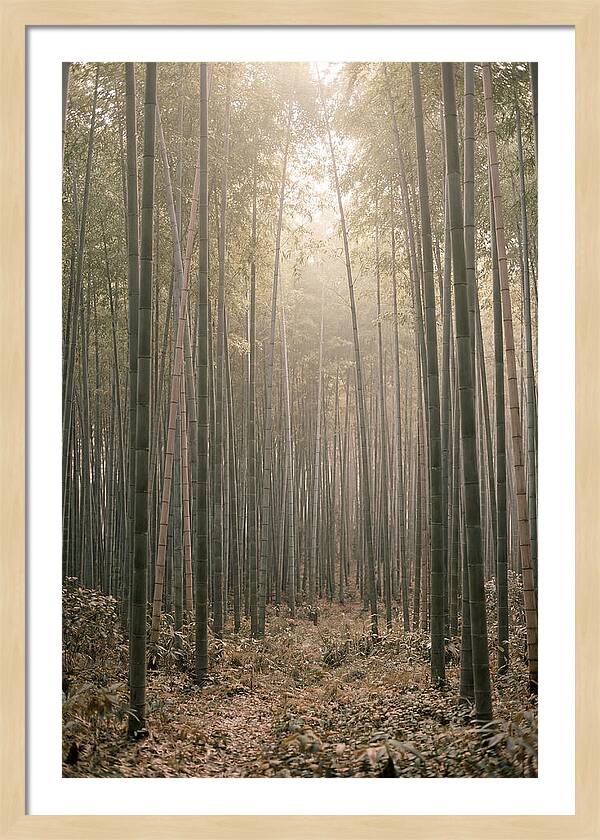 Bamboo Forest Serenity