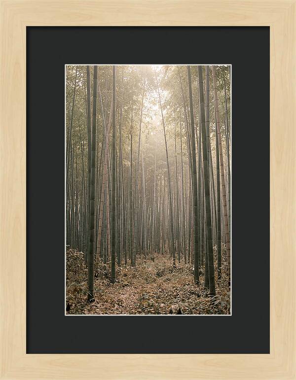Bamboo Forest Serenity