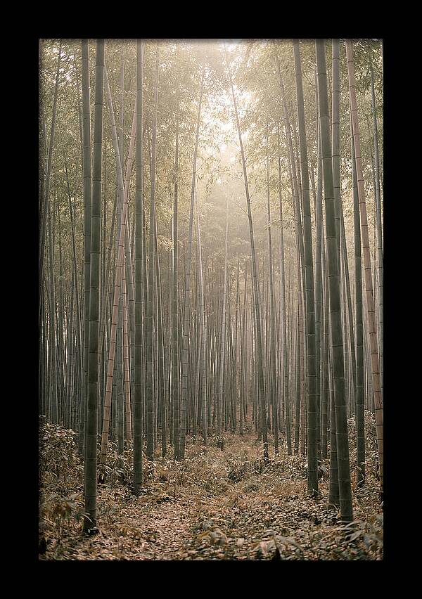 Bamboo Forest Serenity