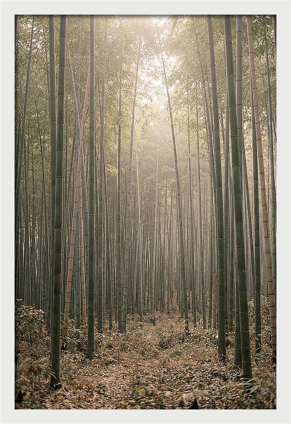 Bamboo Forest Serenity