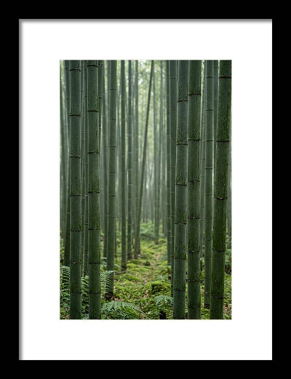 Bamboo Grove Serenity