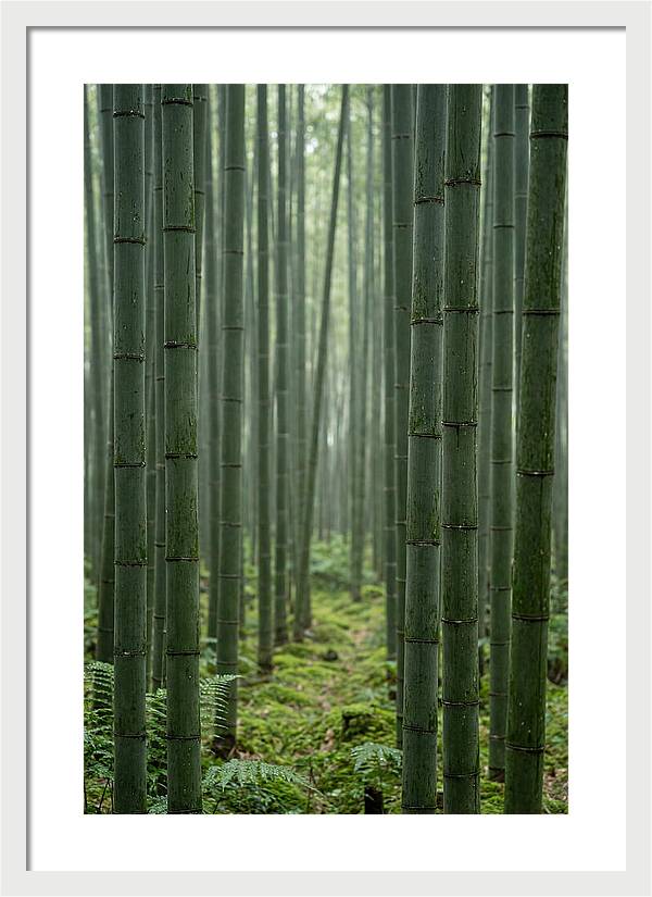 Bamboo Grove Serenity