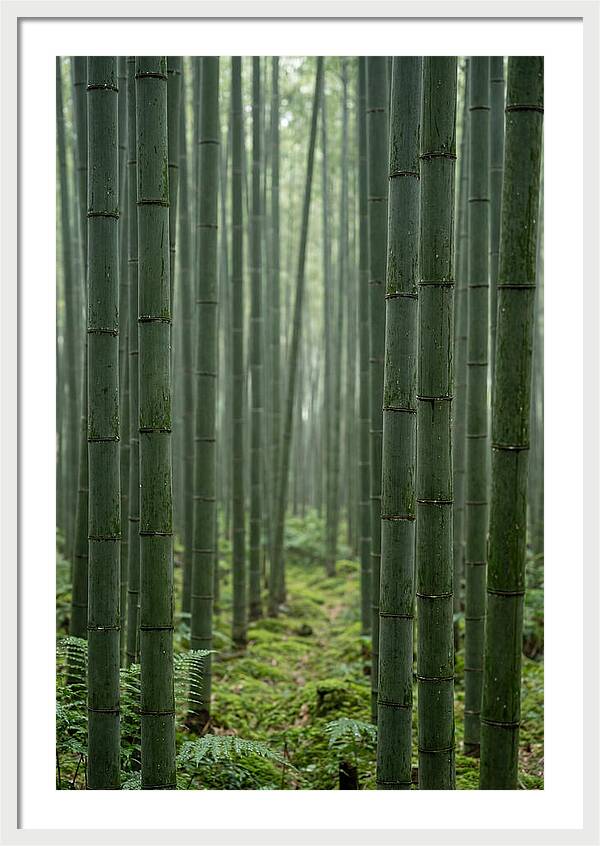 Bamboo Grove Serenity