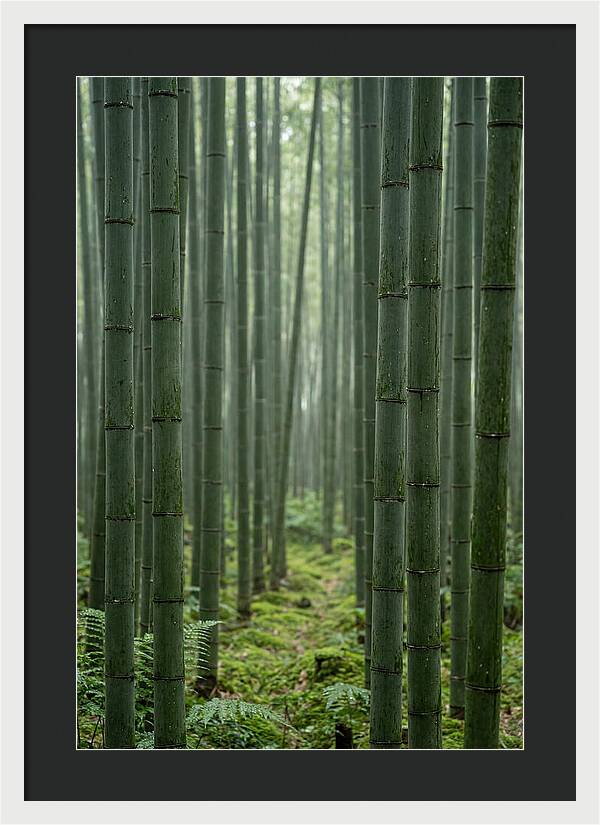 Bamboo Grove Serenity