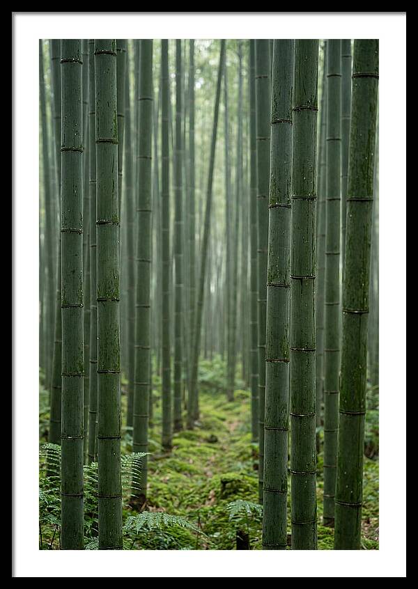 Bamboo Grove Serenity