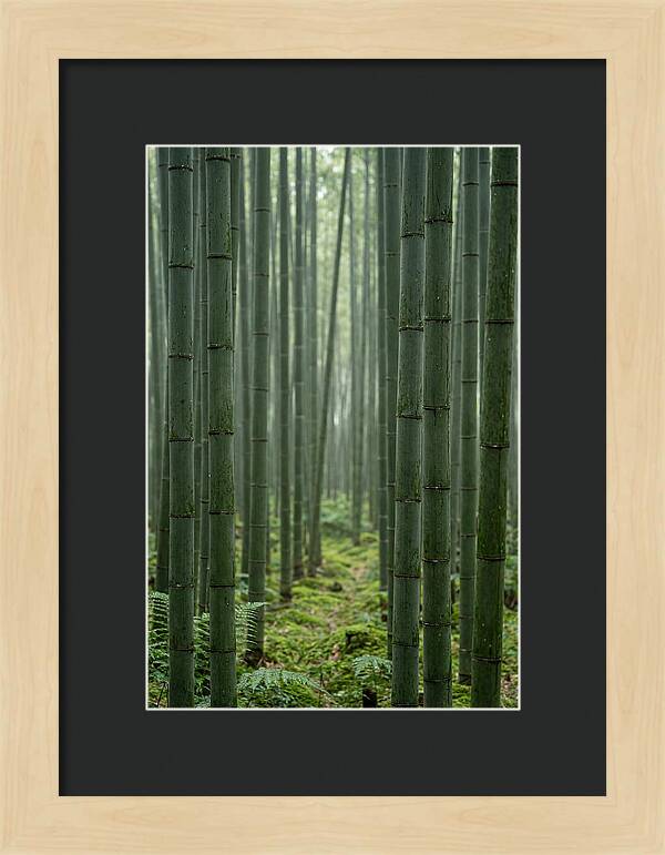 Bamboo Grove Serenity