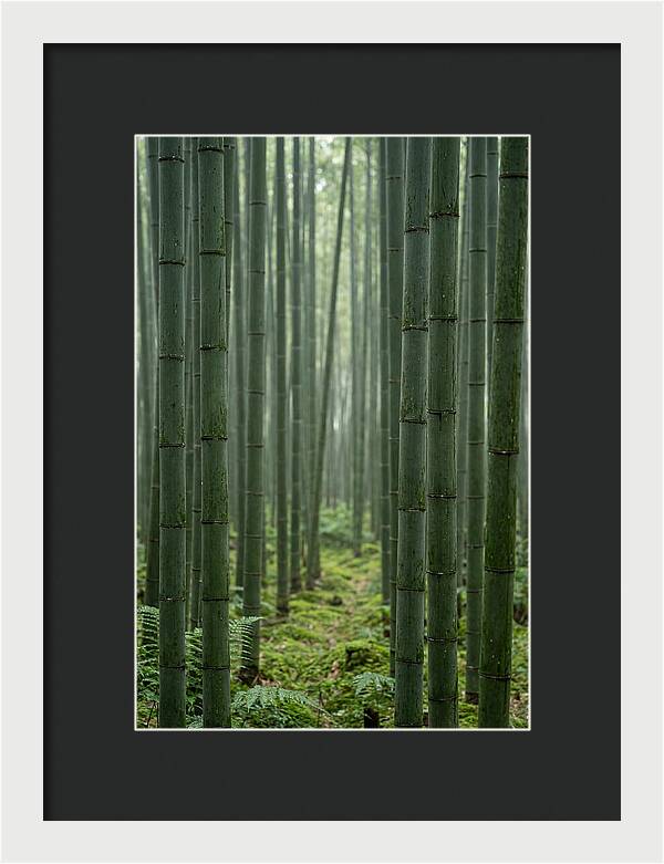 Bamboo Grove Serenity