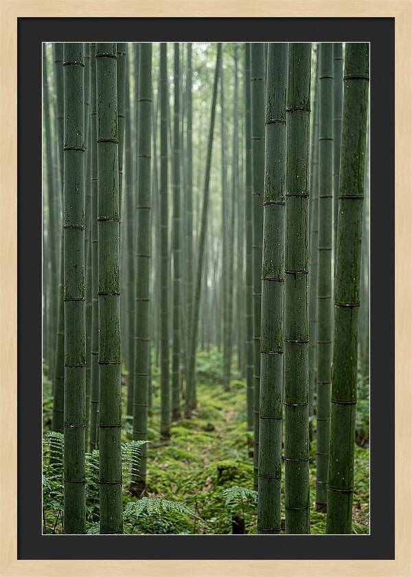 Bamboo Grove Serenity