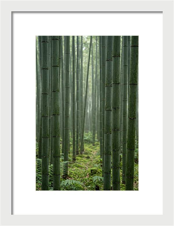 Bamboo Grove Serenity