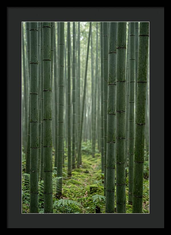Bamboo Grove Serenity
