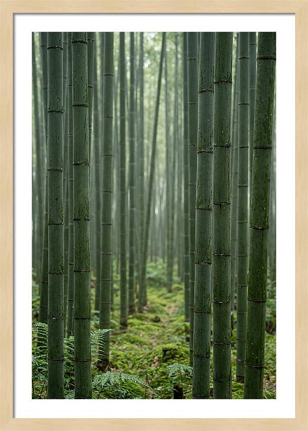 Bamboo Grove Serenity