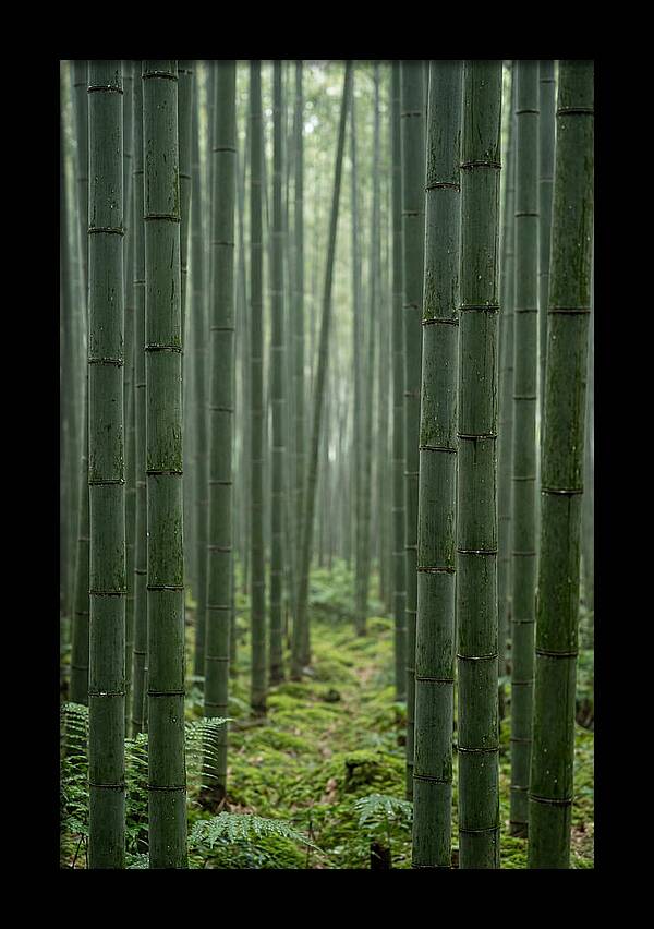 Bamboo Grove Serenity