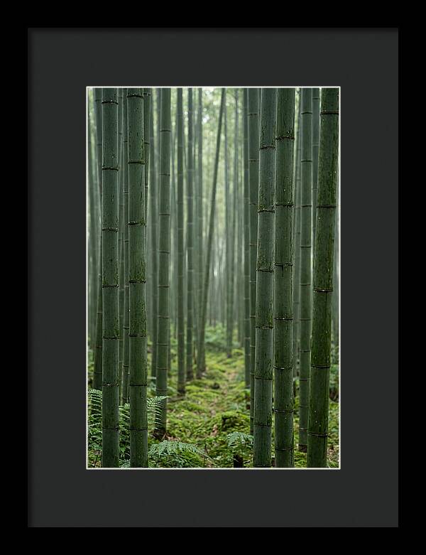 Bamboo Grove Serenity