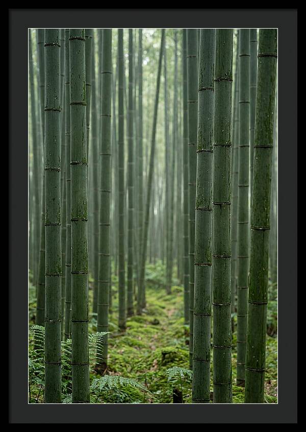 Bamboo Grove Serenity