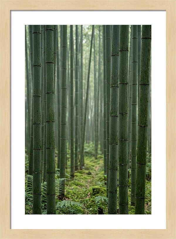Bamboo Grove Serenity