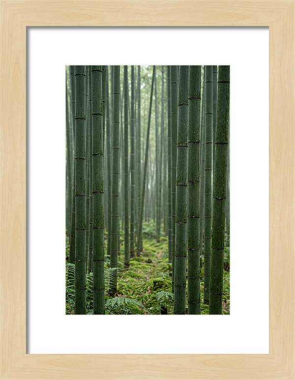 Bamboo Grove Serenity
