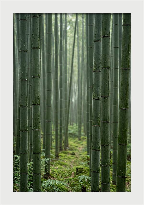 Bamboo Grove Serenity