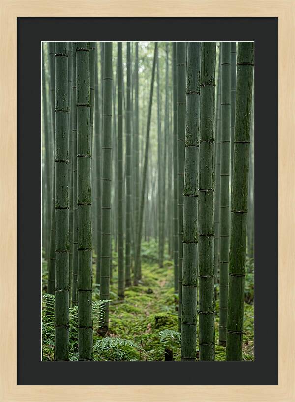 Bamboo Grove Serenity