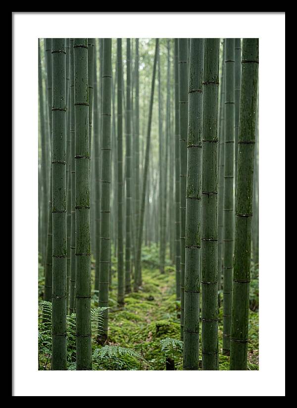 Bamboo Grove Serenity