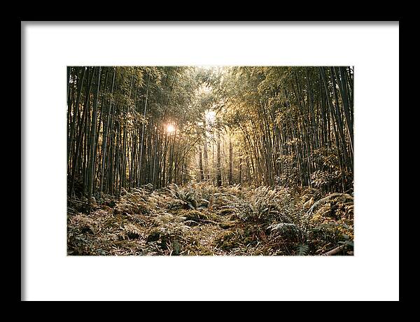 Bamboo Grove Serenity
