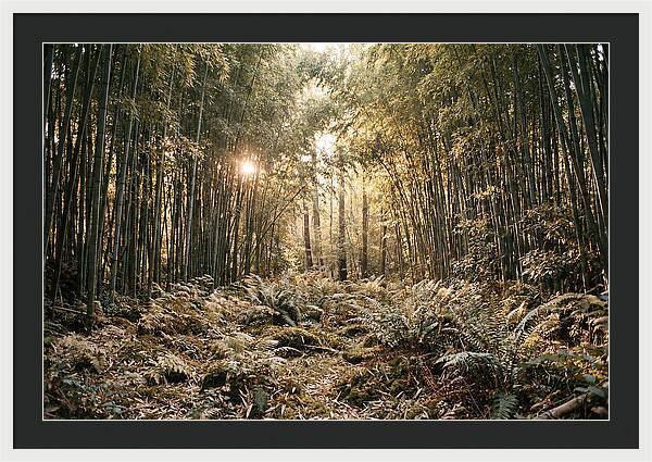 Bamboo Grove Serenity