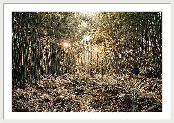 Bamboo Grove Serenity