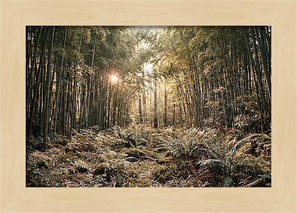 Bamboo Grove Serenity