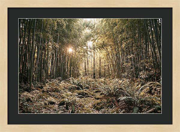 Bamboo Grove Serenity