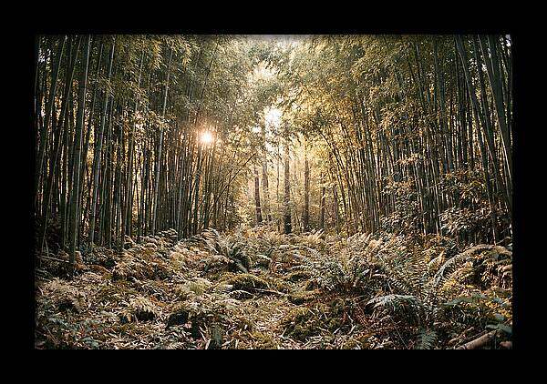 Bamboo Grove Serenity