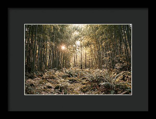 Bamboo Grove Serenity