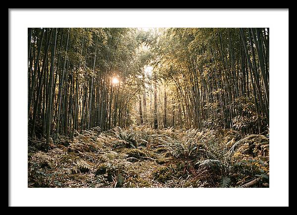 Bamboo Grove Serenity