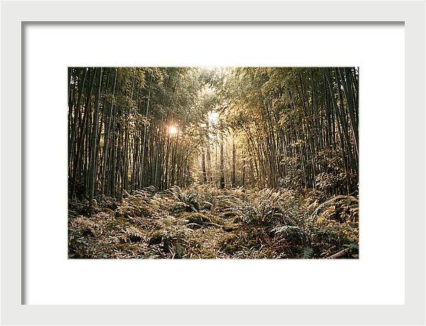 Bamboo Grove Serenity