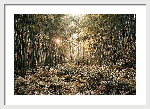 Bamboo Grove Serenity