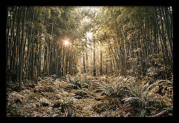 Bamboo Grove Serenity