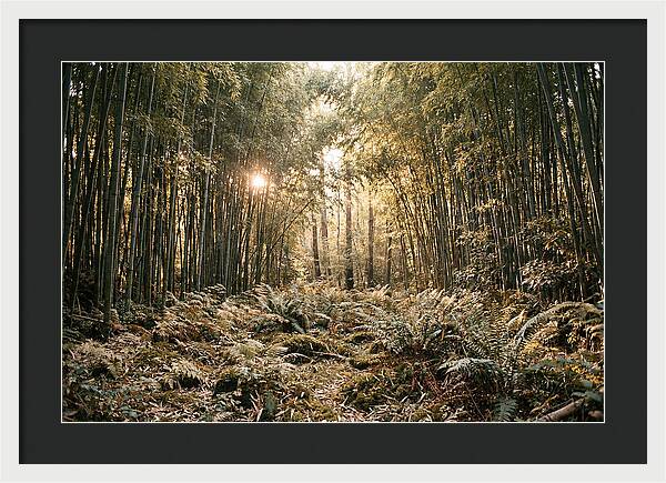 Bamboo Grove Serenity