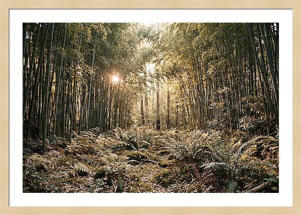 Bamboo Grove Serenity