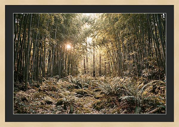 Bamboo Grove Serenity