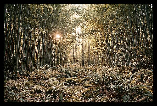 Bamboo Grove Serenity