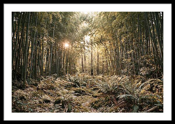 Bamboo Grove Serenity