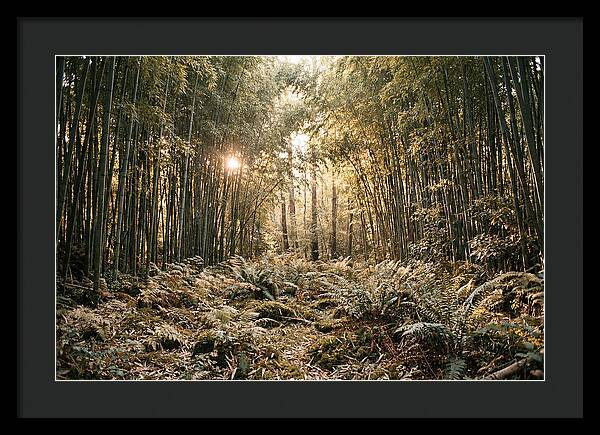 Bamboo Grove Serenity