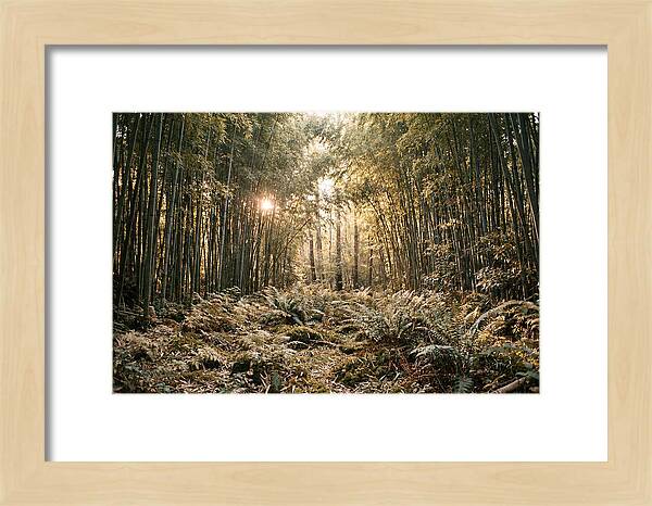 Bamboo Grove Serenity