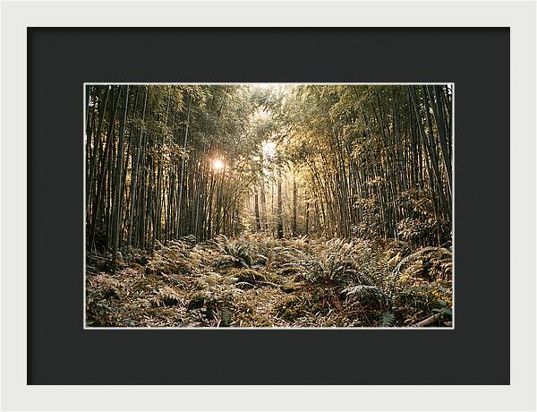 Bamboo Grove Serenity