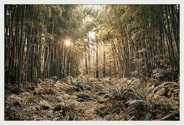 Bamboo Grove Serenity