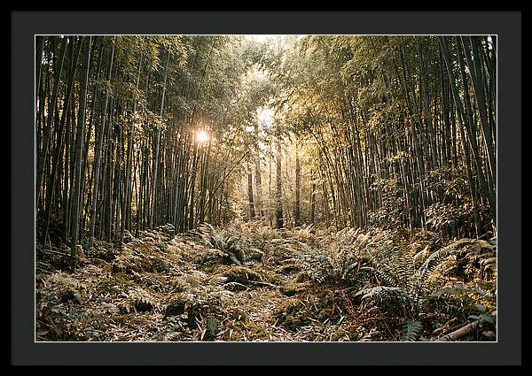 Bamboo Grove Serenity
