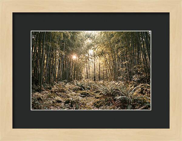 Bamboo Grove Serenity